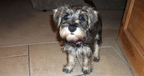 How much does a dog dna test cost at a vet? See How Much it Costs to Own a Dog in the UK (Updated For ...