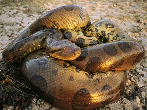 【世界一大きい蛇】全長990cm 人間も丸飲みされてしまう、世界最大の蛇とは？ 【アミメニシキヘビ】