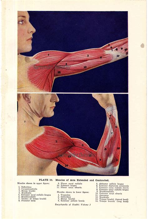 Arm Muscles Flexed And Extended Human Anatomy 1933 A Photo On Flickriver