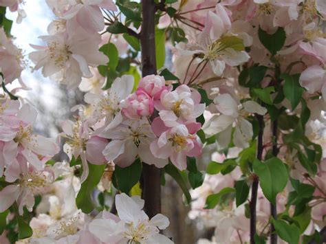 Flowering Crabapple Trees Knechts Nurseries And Landscaping