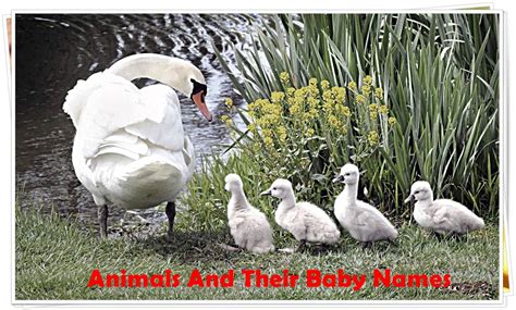 100 Animals And Their Babies Names Animals Name A To Z