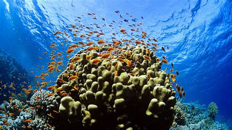 Wallpaper Animals Sea Underwater Coral Reef Ocean Habitat