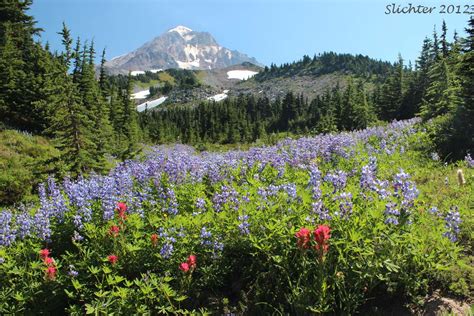 Wildflower Bloom For The Top Spur Trail To Mcneil Point Mt Hood