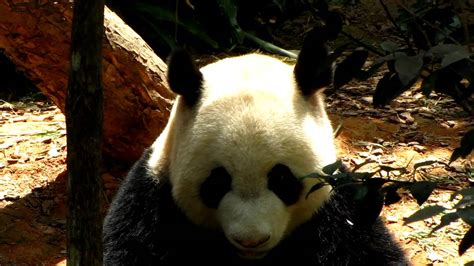 The Singapore Giant Panda Kai Kai Youtube
