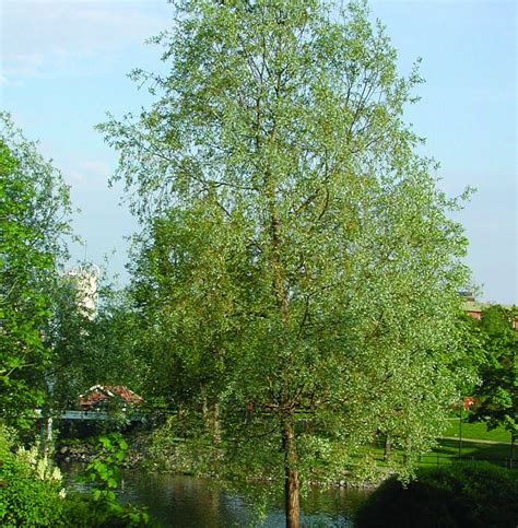 Silverpil Salix Alba Sericea Sveriges Trädgårdsmästare