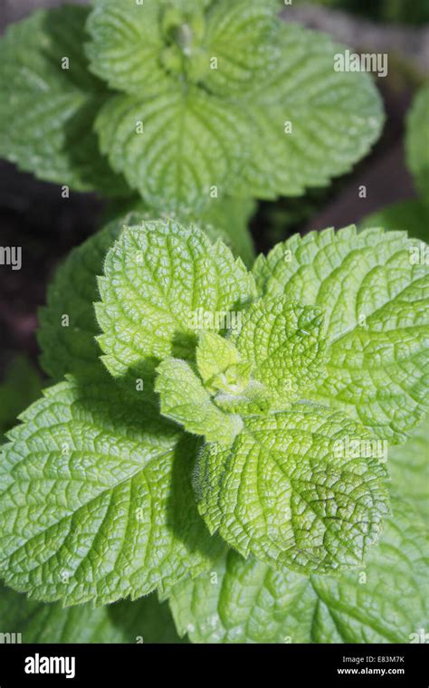 Close Up Of Apple Mint Growing In Garden Mentha Suaveolens Stock Photo