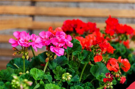 Garden flowers toxic to dogs. Geranium Poisoning in Dogs - Symptoms, Causes, Diagnosis ...