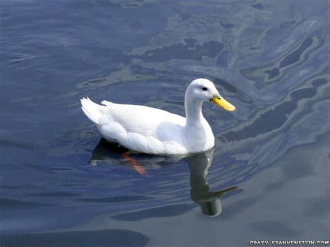 White Ducks Wallpapers Hd Download