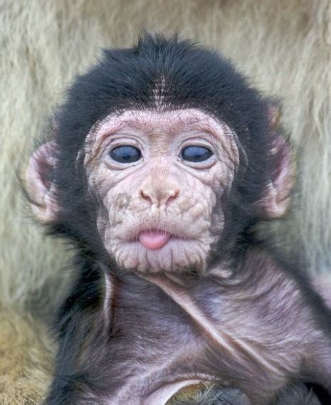 Cheeky Baby Monkey Sticks Out Tongue For The Camera Metro News
