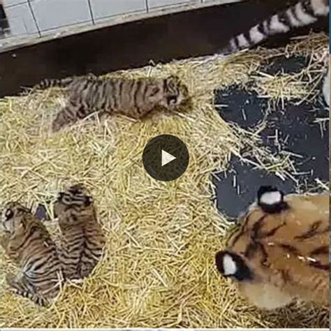 12 Days Old Three Tiger Cubs Can Open Their Eyes And Move Around Their