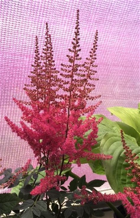 Astilbe August Light Knechts Nurseries And Landscaping