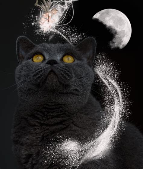 To see cat in a dream meaning. The Meaning Behind Dreams About Cats - Exemplore - Paranormal