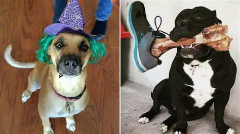 11 Photos Of Dogs Halloween Costumes That Prove Theyre Totally