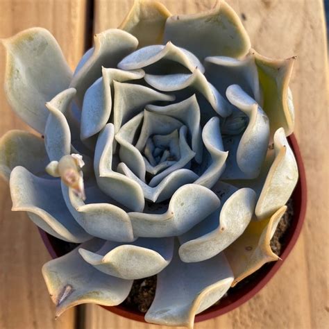 Echeveria Lilacina Single Stem 4 Inch Live Pot Etsy