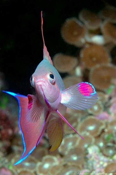17 Best Images About Pretty Fish On Pinterest Colorful Fish Ocean
