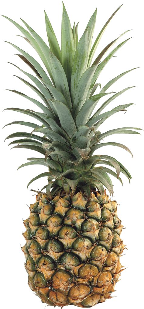 Download Pineapple Png Image Download Hq Png Image Freepngimg