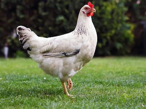 Saline River Chronicle News Poultry Testing For Fair