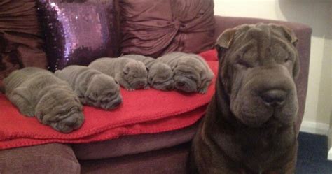 50 Proud Dog Mommies With Their Puppies Bored Panda