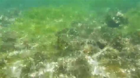 Сейшелы Индийский океан 2014г рыба СКАТ Youtube