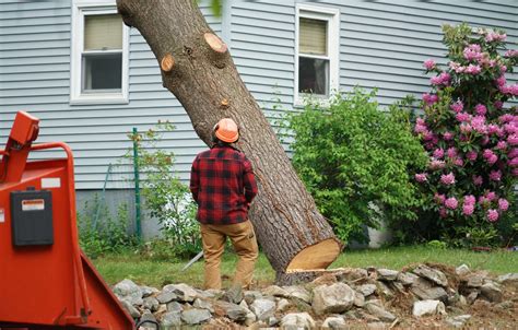 What Is The Average Cost Of Tree Removal A Helpful Price Guide