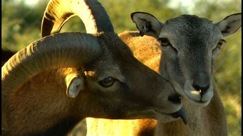 Breeding Behavior In The European Mouflon Sheep Hd Youtube