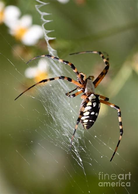 Zipper Spider In The Swamp Photograph By Carol Groenen Fine Art America