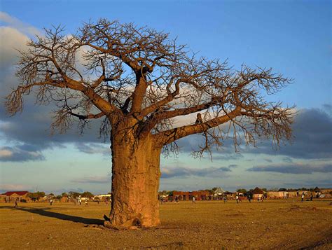Картинки Деревьев Африки Telegraph