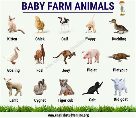 Pin By Fun And Learn On General Awarenesses Baby Animal Names Baby