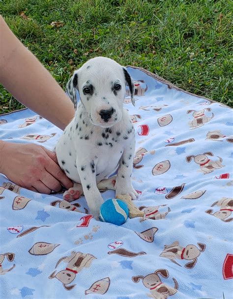 Read more at the ohio foster care and adoption website. Dalmatian Puppies For Sale | Sugarcreek, OH #281842