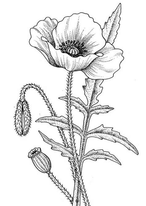 Instant digital download coloring pages for adults flower | etsy. Awesome Flower Drawing Coloring Page | Kids Play Color