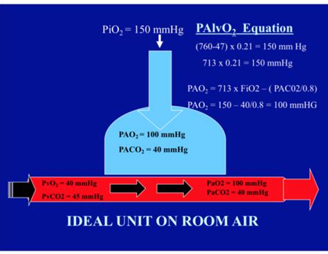 Ventilation And Perfusion Flashcards Quizlet