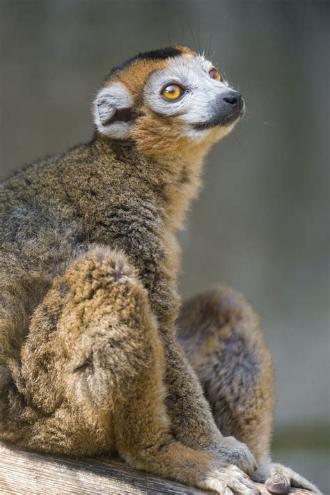 Crowned Lemur Looking Upwards A Crowned Lemur Of The Mulho Flickr