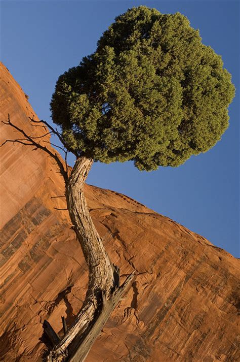 Juniper Tree And Sand Stone Wall Monument Valley Arizona Usa Mike