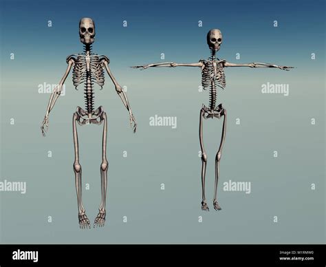 Male And Female Human Skeletons Stock Photo Alamy