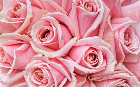 Scarica Sfondi Rose Rosa Macro Fiori Rosa Bokeh Rosa Fiori Rose