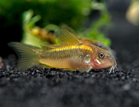 Gold Laser Cory Catfish Corydoras Sp Sydney Discus World Aquariums