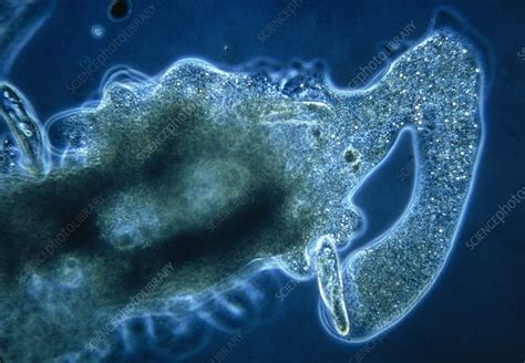 Lm Of An Amoeba Engulfing A Paramecium Stock Image Z1100034