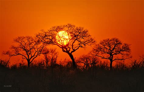 South Africa Foto And Bild Sonnenuntergang Dokumentation Bäume Bilder