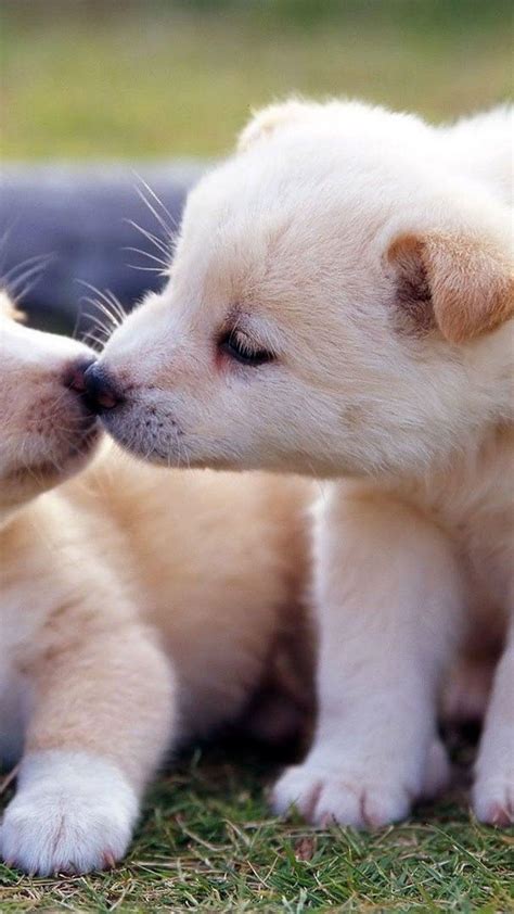 Cute Puppies Phone Wallpapers - Wallpaper Cave
