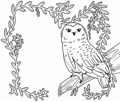 Coloring Scholastic Fair Forest Enchanted Pages Owl
