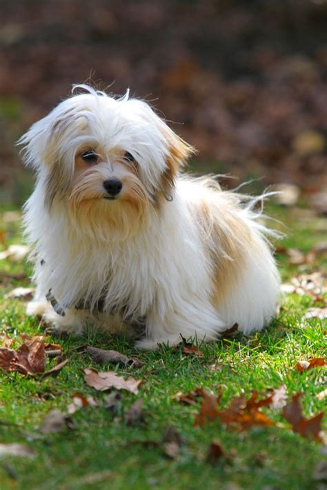 1000 Images About Havanese Haircuts On Pinterest Names Central Park