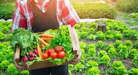 Alimentos Orgânicos O Que São Benefícios Tipos E Dicas Mundoboaforma