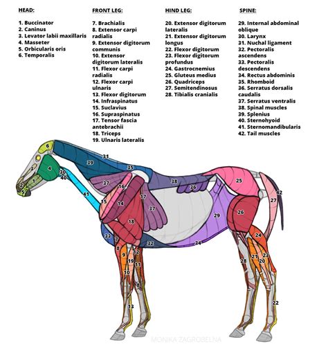 Muscle Of The Horse Diagram