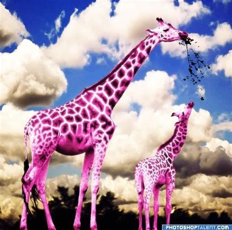 Oh No Who Knew Purple Giraffes Giraffe Images Giraffe Painting