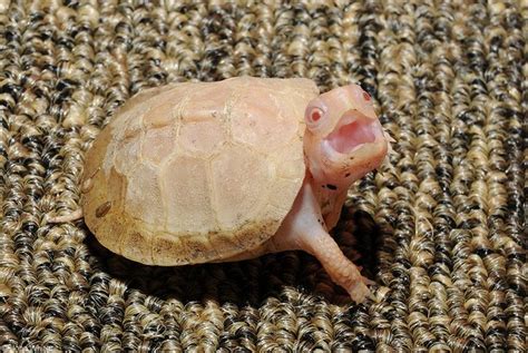 Calphotos Terrapene Carolina Carolina Albino Eastern Box Turtle