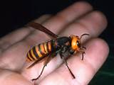 Photos of Japanese Wasp Vs Bees