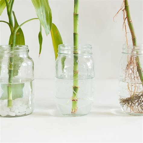 How To Care For Bamboo Plant In Water Lucky Bamboo Care Tips A