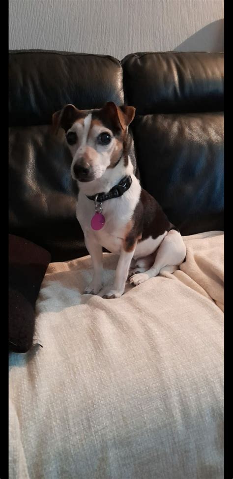 Charlie 11 Year Old Male Jack Russel Terrier Available For Adoption