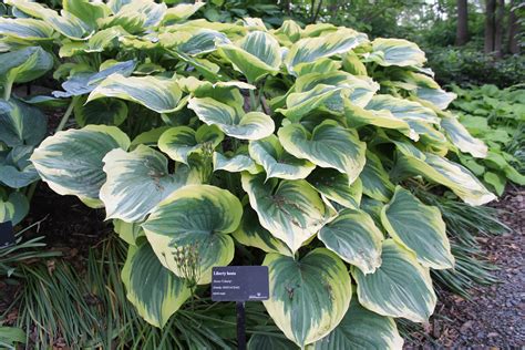 If You Love Hostas As Much As I Do Katie Jane Interiors