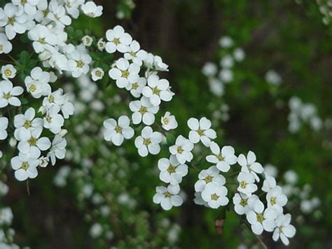• the 50 best photographers ever Yuki Yanagi - Japanese Flowers
